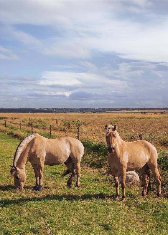 horses in field