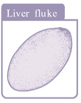 liver fluke